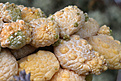 Нажмите на изображение для увеличения.

Название:	Pseudolithos_caput-viperae.jpg
Просмотров:	287
Размер:	209.3 Кб
ID:	340745