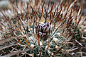 Нажмите на изображение для увеличения.

Название:	Stenocactus_grandicornis.jpg
Просмотров:	140
Размер:	226.0 Кб
ID:	340767