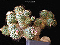 Нажмите на изображение для увеличения.

Название:	16-Strombocactus-disciformis-X-Turbinicarpus-lophophorioides.jpg
Просмотров:	164
Размер:	117.0 Кб
ID:	340806