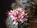 Нажмите на изображение для увеличения.

Название:	23-Strombocactus-disciformis-X-Turbinicarpus-lophophorioides.jpg
Просмотров:	150
Размер:	75.5 Кб
ID:	340807