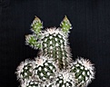 Нажмите на изображение для увеличения.

Название:	Echinocereus baileyi v.albispinus-12y_9.4.14.JPG
Просмотров:	595
Размер:	109.0 Кб
ID:	340810