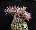 Нажмите на изображение для увеличения.

Название:	Echinocereus baileyi v.albispinus_12_11.4.14.JPG
Просмотров:	666
Размер:	103.9 Кб
ID:	340811