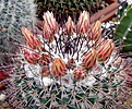 Нажмите на изображение для увеличения.

Название:	3_Mammillaria gigantea L1118.jpg
Просмотров:	141
Размер:	262.5 Кб
ID:	340824