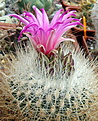 Нажмите на изображение для увеличения.

Название:	3_Thelocactus.jpg
Просмотров:	161
Размер:	176.7 Кб
ID:	340825