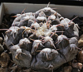 Нажмите на изображение для увеличения.

Название:	Gymnocalycium_prohazkianumi_VG345.jpg
Просмотров:	392
Размер:	207.5 Кб
ID:	340844