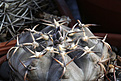 Нажмите на изображение для увеличения.

Название:	Gymnocalycium_riojense_guasayanenseVG1094.jpg
Просмотров:	439
Размер:	218.6 Кб
ID:	340845