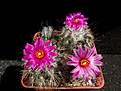 Нажмите на изображение для увеличения.

Название:	Gymnocactus_viereckii_L1159_и_Turbinicarpus_roseiflorus.jpg
Просмотров:	145
Размер:	229.4 Кб
ID:	340943