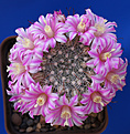 Нажмите на изображение для увеличения.

Название:	mammillaria longiflora.jpg
Просмотров:	149
Размер:	278.9 Кб
ID:	340950