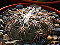 Нажмите на изображение для увеличения.

Название:	Gymnocalycium_spegazzinii_VG08-747.jpg
Просмотров:	107
Размер:	203.9 Кб
ID:	340958