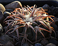 Нажмите на изображение для увеличения.

Название:	Gymnocalycium_spegazzinii_punillense_TOM06-81-1.jpg
Просмотров:	126
Размер:	204.6 Кб
ID:	340959