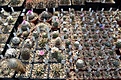 Нажмите на изображение для увеличения.

Название:	DSC_2099.JPG
Просмотров:	248
Размер:	90.5 Кб
ID:	340986