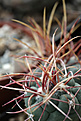 Нажмите на изображение для увеличения.

Название:	Thelocactus_ bicolor_ ssp. heterochromus_RC34a.jpg
Просмотров:	168
Размер:	197.4 Кб
ID:	340995