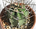 Нажмите на изображение для увеличения.

Название:	Astrophytum capricorne.JPG
Просмотров:	161
Размер:	167.7 Кб
ID:	341002