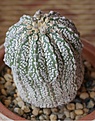 Нажмите на изображение для увеличения.

Название:	astrophytum asterias cv super kabuto.JPG
Просмотров:	146
Размер:	113.9 Кб
ID:	341003