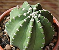 Нажмите на изображение для увеличения.

Название:	Echinopsis subdenudata.JPG
Просмотров:	169
Размер:	132.4 Кб
ID:	341004