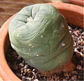 Нажмите на изображение для увеличения.

Название:	Lophophora diffusa.JPG
Просмотров:	150
Размер:	131.8 Кб
ID:	341005