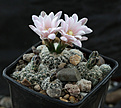 Нажмите на изображение для увеличения.

Название:	Gymnocalycium_bruchii_VG271_Santa_Monica_Cord._961m.jpg
Просмотров:	144
Размер:	215.9 Кб
ID:	341012