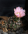 Нажмите на изображение для увеличения.

Название:	Gymnocalycium_bruchii_VG280-2.jpg
Просмотров:	147
Размер:	177.4 Кб
ID:	341013