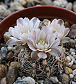 Нажмите на изображение для увеличения.

Название:	Gymnocalycium_bruchii-parvulum_complex_JPR92-103-248.jpg
Просмотров:	174
Размер:	209.7 Кб
ID:	341014