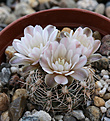 Нажмите на изображение для увеличения.

Название:	Gymnocalycium_bruchii-parvulum_complex_JPR92-103-248.jpg
Просмотров:	161
Размер:	209.7 Кб
ID:	341014