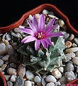 Нажмите на изображение для увеличения.

Название:	Turbinicarpus alonsoi..JPG
Просмотров:	159
Размер:	180.4 Кб
ID:	341048