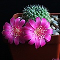 Нажмите на изображение для увеличения.

Название:	Rebutia violaciflora.JPG
Просмотров:	162
Размер:	134.8 Кб
ID:	341049