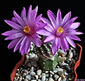 Нажмите на изображение для увеличения.

Название:	Mammillaria goldii.JPG
Просмотров:	163
Размер:	168.9 Кб
ID:	341050