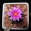 Нажмите на изображение для увеличения.

Название:	Turbinicarpus alonsoi.jpg
Просмотров:	162
Размер:	195.5 Кб
ID:	341052