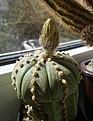 Нажмите на изображение для увеличения.

Название:	Astrophytum_asterias.jpg
Просмотров:	165
Размер:	195.5 Кб
ID:	341053