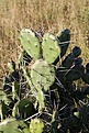 Нажмите на изображение для увеличения.

Название:	Opuntia_cf_monacantha_KVJ006_IMG_0088.jpg
Просмотров:	172
Размер:	171.4 Кб
ID:	341066