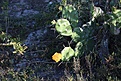 Нажмите на изображение для увеличения.

Название:	Opuntia_cf_monacantha_KVJ006_IMG_0117.jpg
Просмотров:	178
Размер:	209.3 Кб
ID:	341069