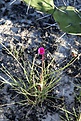 Нажмите на изображение для увеличения.

Название:	Portulaca_sp__KVJ006_IMG_0129.jpg
Просмотров:	180
Размер:	209.9 Кб
ID:	341070