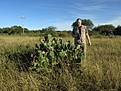 Нажмите на изображение для увеличения.

Название:	Opuntia_cf_monacantha_IMG_1327.jpg
Просмотров:	175
Размер:	214.4 Кб
ID:	341071