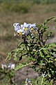 Нажмите на изображение для увеличения.

Название:	Solanum_sp_KVJ012_IMG_0395.jpg
Просмотров:	175
Размер:	106.0 Кб
ID:	341076