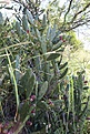 Нажмите на изображение для увеличения.

Название:	Opuntia_sp_KVJ014_IMG_0572.jpg
Просмотров:	175
Размер:	189.5 Кб
ID:	341078