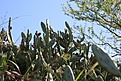 Нажмите на изображение для увеличения.

Название:	Opuntia_sp_KVJ014_IMG_0577.jpg
Просмотров:	181
Размер:	154.2 Кб
ID:	341080