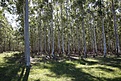 Нажмите на изображение для увеличения.

Название:	Eucalyptus_IMG_0686.jpg
Просмотров:	178
Размер:	221.1 Кб
ID:	341086