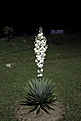 Нажмите на изображение для увеличения.

Название:	Yucca_sp_IMG_0919.jpg
Просмотров:	174
Размер:	121.3 Кб
ID:	341093