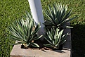 Нажмите на изображение для увеличения.

Название:	Agave_IMG_0980.jpg
Просмотров:	178
Размер:	199.4 Кб
ID:	341095