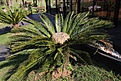 Нажмите на изображение для увеличения.

Название:	Cycas_revoluta_IMG_0975.jpg
Просмотров:	171
Размер:	230.0 Кб
ID:	341096