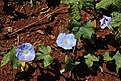 Нажмите на изображение для увеличения.

Название:	Ipomaea_sp_IMG_1040.jpg
Просмотров:	172
Размер:	168.4 Кб
ID:	341100