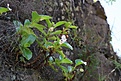 Нажмите на изображение для увеличения.

Название:	Begonia_IMG_1083.jpg
Просмотров:	184
Размер:	128.2 Кб
ID:	341102