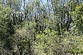 Нажмите на изображение для увеличения.

Название:	KVJ029_IMG_1113.jpg
Просмотров:	181
Размер:	248.7 Кб
ID:	341104
