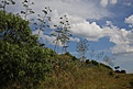 Нажмите на изображение для увеличения.

Название:	Agava_IMG_1135.jpg
Просмотров:	174
Размер:	137.9 Кб
ID:	341105