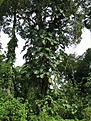 Нажмите на изображение для увеличения.

Название:	Phylodendron_sello_Yaboti_IMG_1841.jpg
Просмотров:	176
Размер:	188.8 Кб
ID:	341114