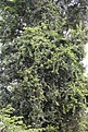 Нажмите на изображение для увеличения.

Название:	Pereskia_aculeata_KVJ034_IMG_1273.jpg
Просмотров:	137
Размер:	221.9 Кб
ID:	341115