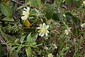 Нажмите на изображение для увеличения.

Название:	Pereskia_aculeata_KVJ034_IMG_1287.jpg
Просмотров:	140
Размер:	114.9 Кб
ID:	341118