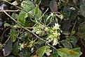 Нажмите на изображение для увеличения.

Название:	Pereskia_aculeata_KVJ034_IMG_1317.jpg
Просмотров:	140
Размер:	93.7 Кб
ID:	341119