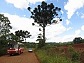 Нажмите на изображение для увеличения.

Название:	Araucaria_angustifolia_IMG_1953.jpg
Просмотров:	137
Размер:	122.7 Кб
ID:	341124
