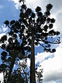 Нажмите на изображение для увеличения.

Название:	Araucaria_angustifolia_IMG_1954.jpg
Просмотров:	143
Размер:	168.7 Кб
ID:	341125